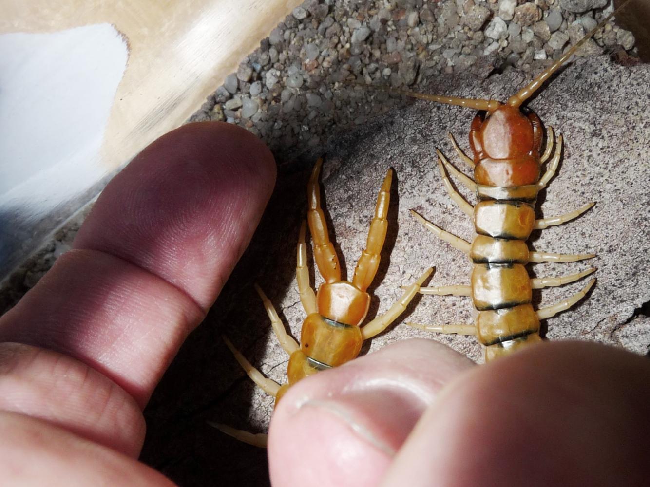 Scolopendra greca